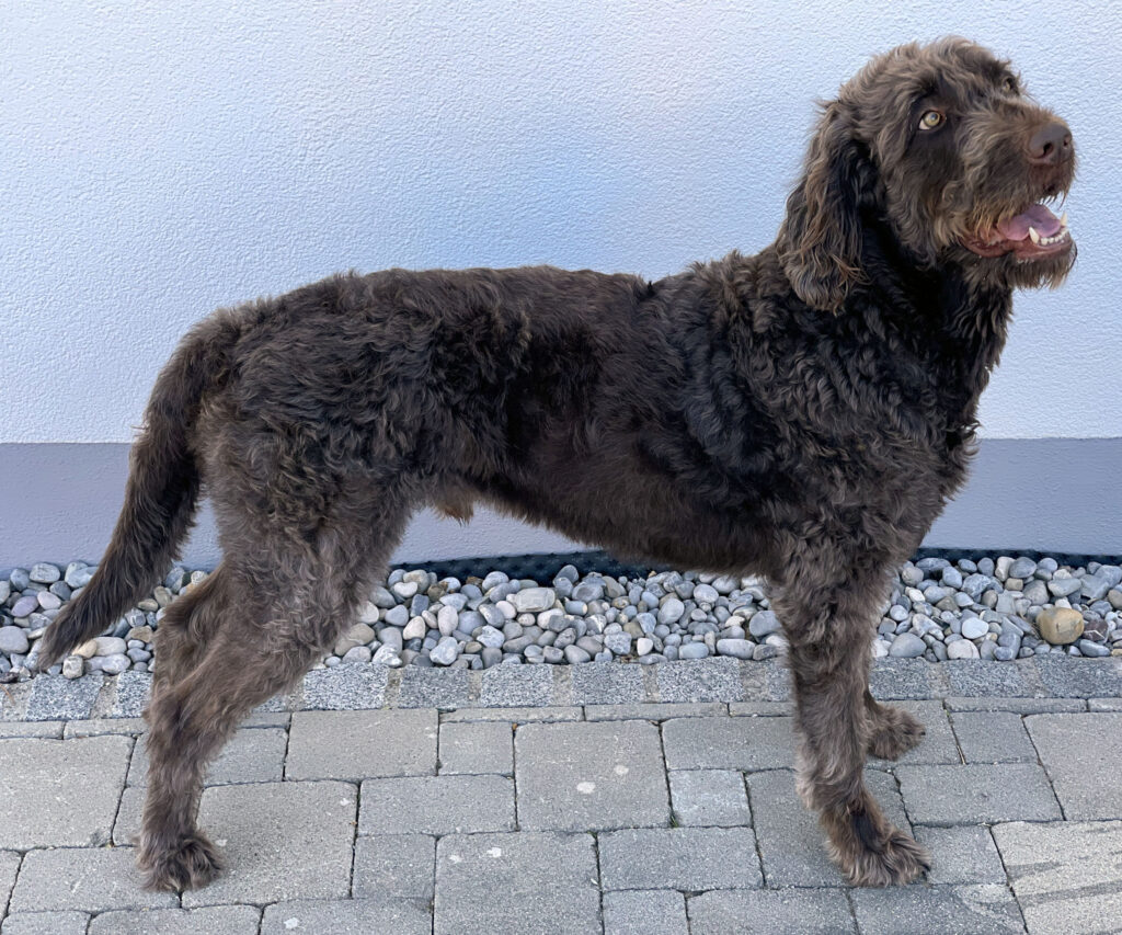 Classic chocolate labradoodle