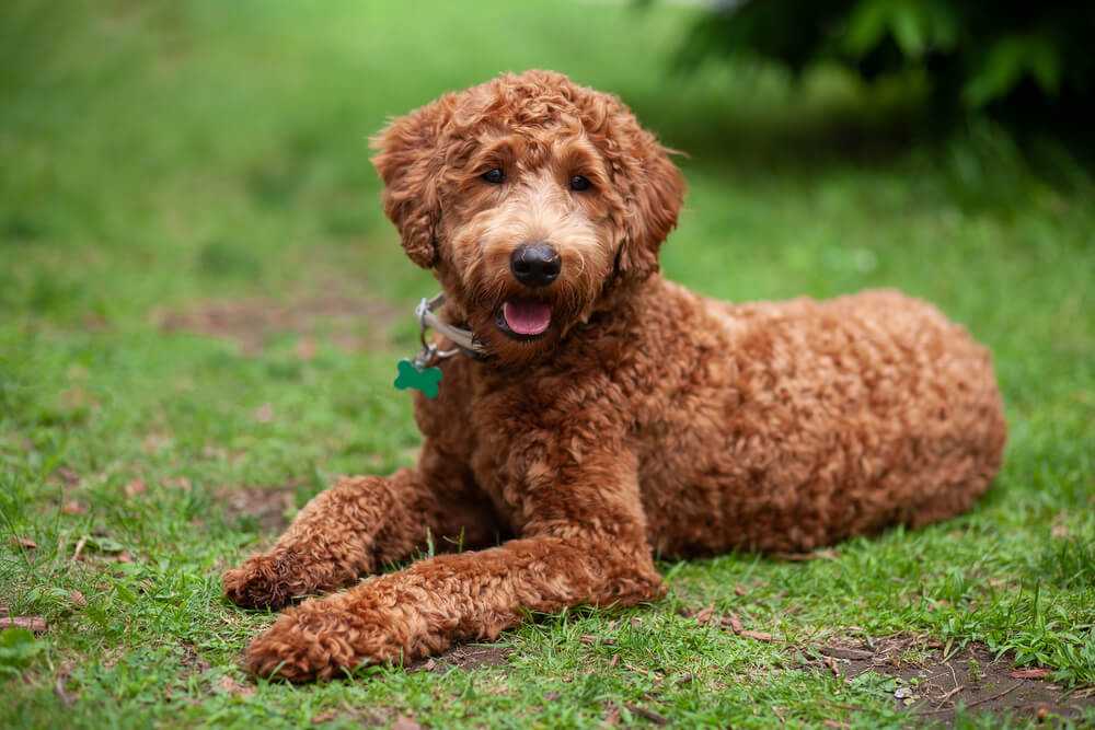 Fluffy labradoodle ready for an adventure